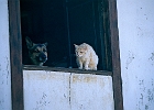 Fenstergucker Hund und Katze in Las Tricias : Fenster